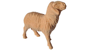Pecora